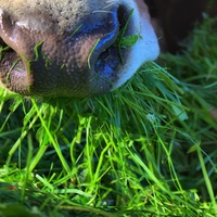 herbivore