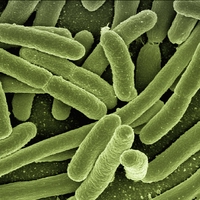 bacteria