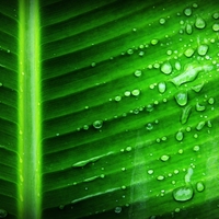 photosynthesis