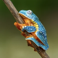 amphibian