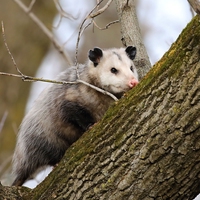 North American Opossum