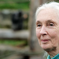 Jane Goodall