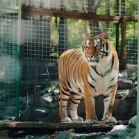 captive breeding