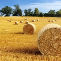 harvest