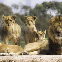 pride