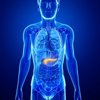 pancreas