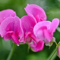 sweet peas