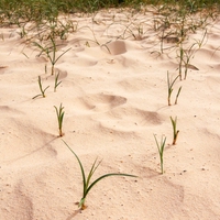 food security