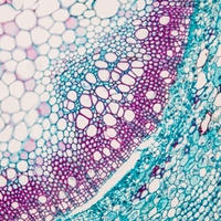 phloem