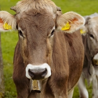 selective breeding