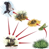 food chain