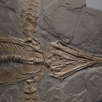 ichthyosaurus