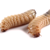 larva