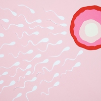 fertilisation