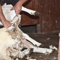 shear