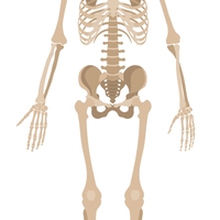 skeleton