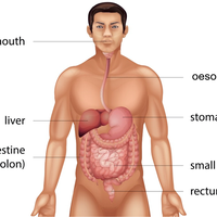 oesophagus