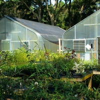 phototropism