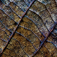 surface