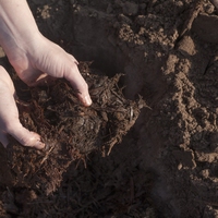 compost