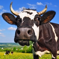 cow
