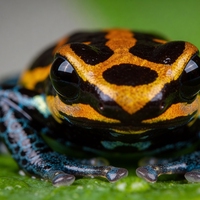 warning colouration