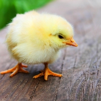 chick