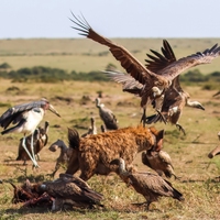 interspecific competition