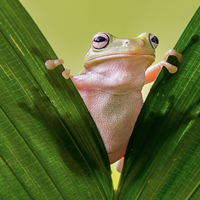 amphibian