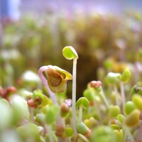 shoots