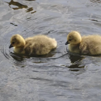 hatchling
