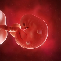 embryo
