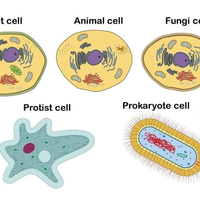 cell