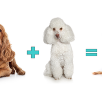 selective breeding