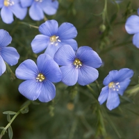 flax