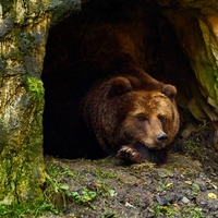 hibernate