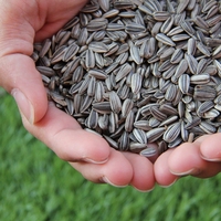 seed