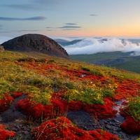 tundra
