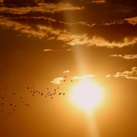 sunsensitive
