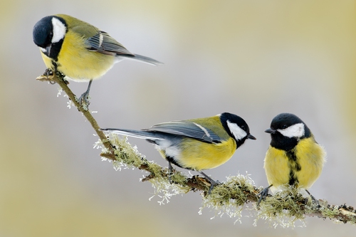 RSPB’s Big Garden Birdwatch 2024