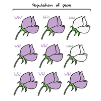 allele frequency