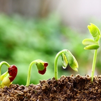 germination