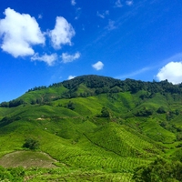 vegetation