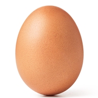 egg
