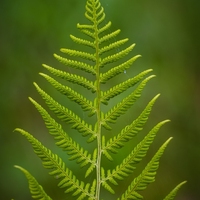 photosynthesis