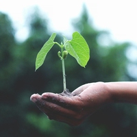 reforestation