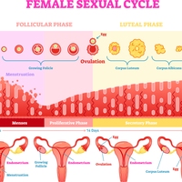 menstrual cycle