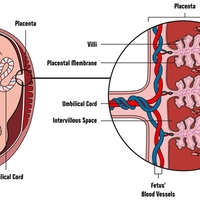 placenta