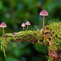 The Nature Conservancy