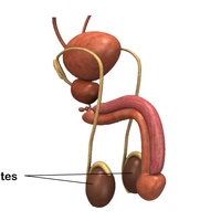 testis/testes